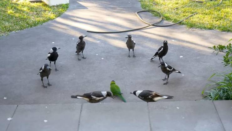 funny pics - black birds surrounding green bird in the middle
