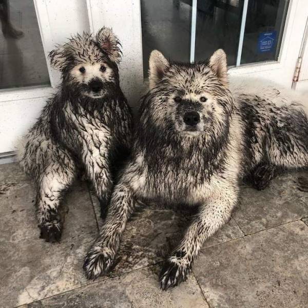 funny pics - dirty dogs