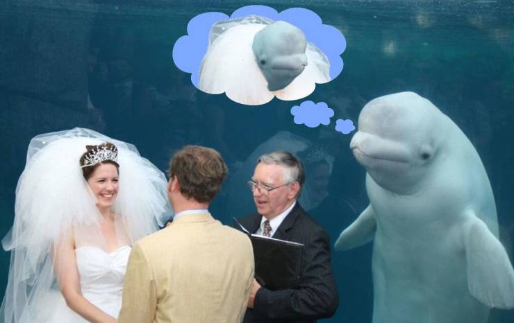 funny pics - manatee watching couple get married