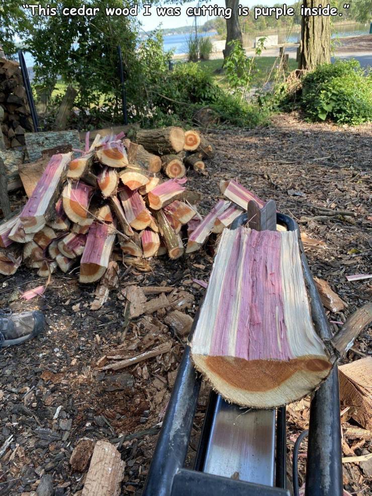funny pics - This cedar wood I was cutting is purple inside.