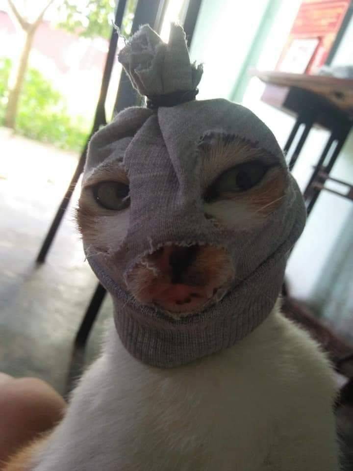 funny pics - cat wearing a burglar's mask