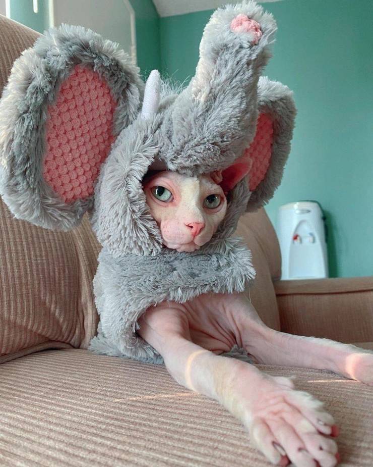 funny pics - cat dressed up as an elephant