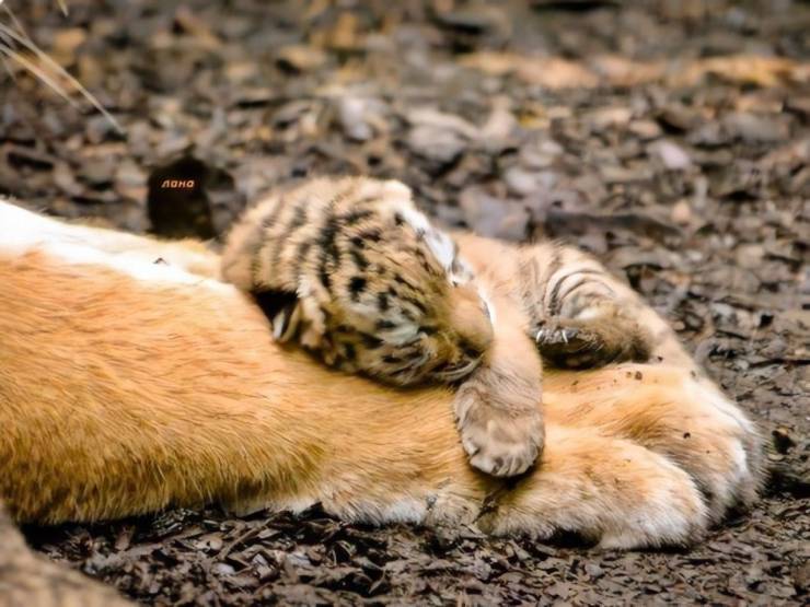 tiny tiger cub