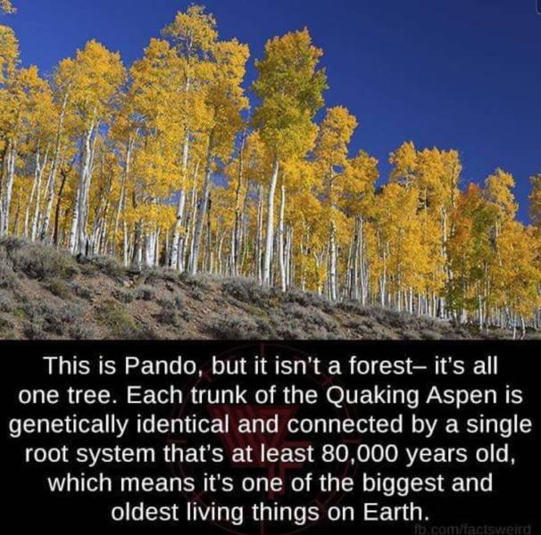 largest living organism tree - This is Pando, but it isn't a forest, it's all one tree. Each trunk of the Quaking Aspen is genetically identical and connected by a single root system that's at least 80,000 years old, which means it's one of the biggest an