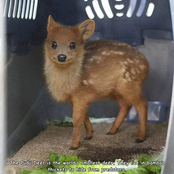 world's smallest deer - The Pudu Deer is the world's smallest deer. They live in bamboo thickets to hide from predators.