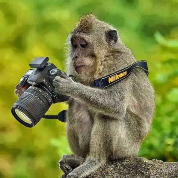 comedy wildlife funny animals - Nikon