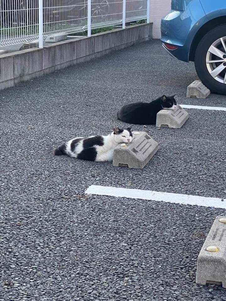 cats on parking bumpers