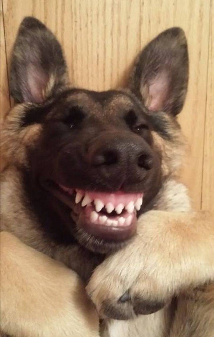 dog meme face smile