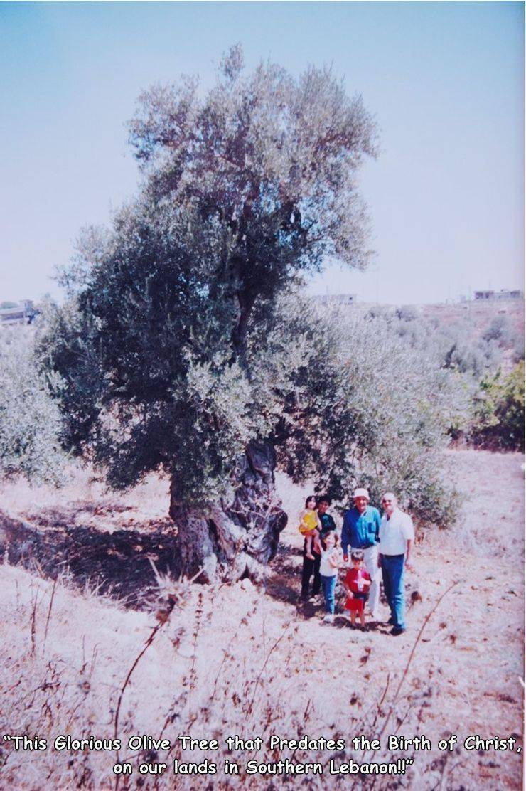 tree - "This Glorious Olive Tree that Predates the Birth of Christ. on our lands in Southern Lebanon!!"