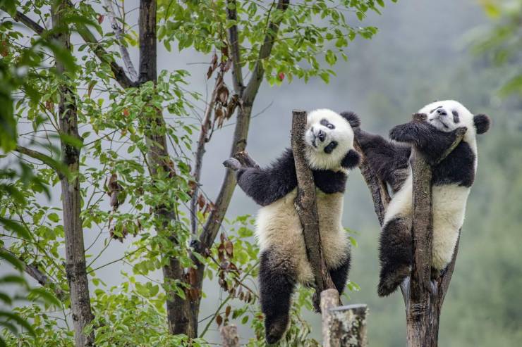 funny random pics - giant panda