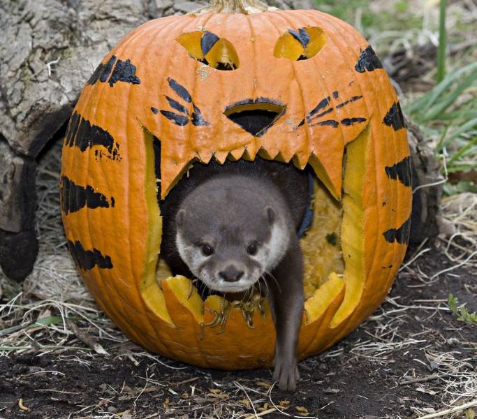 funny random pics - animals in pumpkins