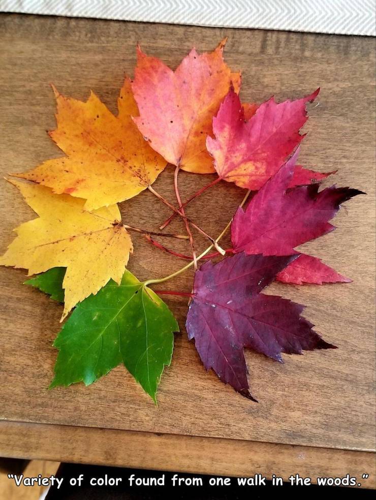 funny random pics - leaf - "Variety of color found from one walk in the woods.