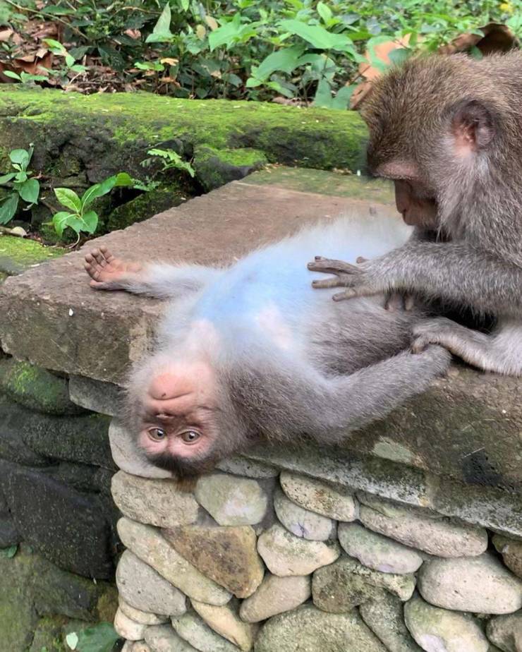 funny random pics - macaque