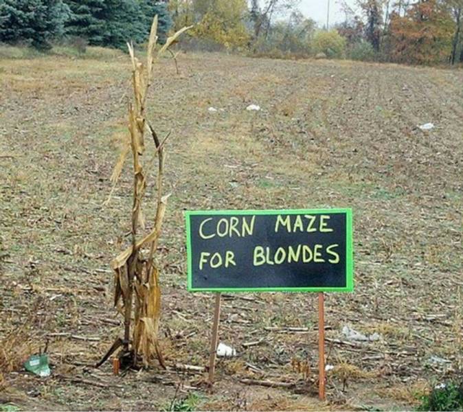 corn maze for blondes - Corn Maze For Blondes