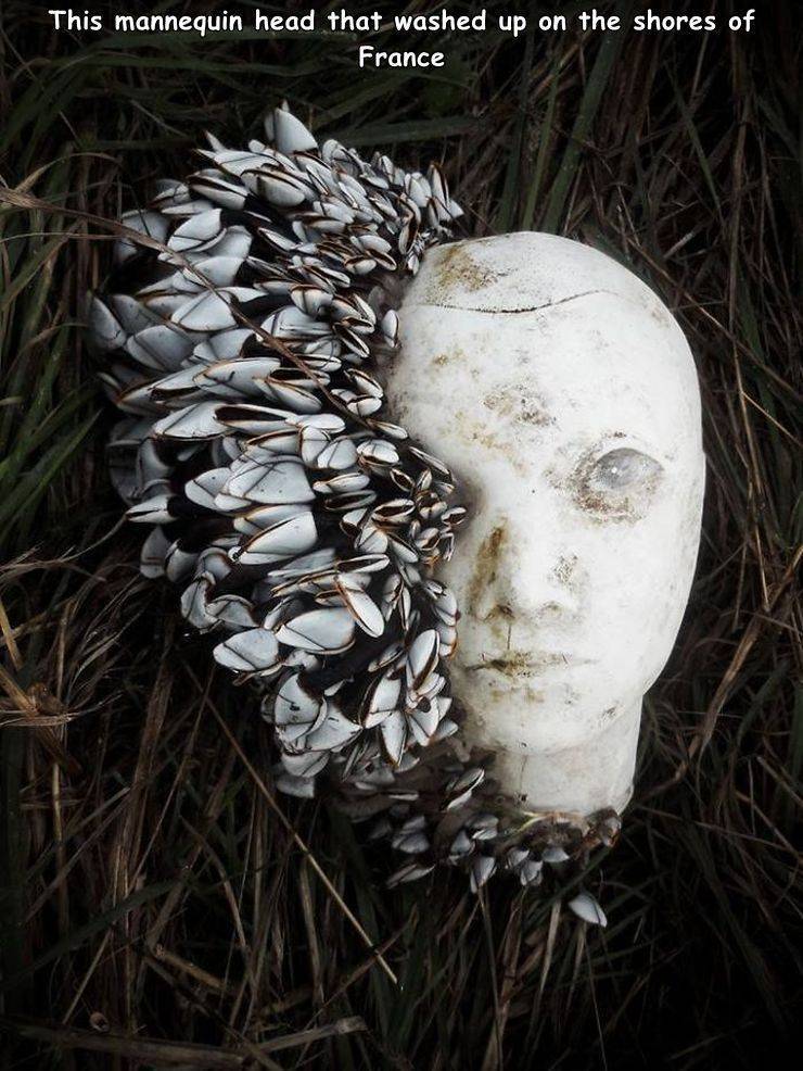 Beach - This mannequin head that washed up on the shores of France