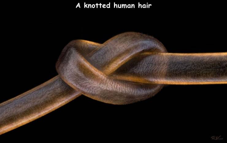 fascinating photos - strand of hair tied in a knotr