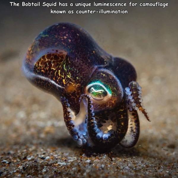 fascinating photos - The Bobtail Squid has a unique luminescence for camouflage known as counterillumination
