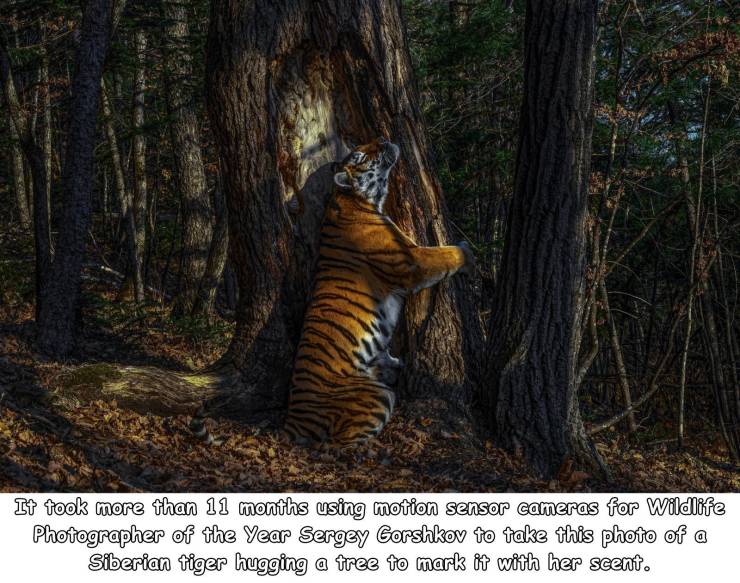 fascinating photos - tiger - It took more than 11 months using motion sensor cameras for Wildlife Photographer of the Year Sergey Gorshkov to take this photo of a Siberian tiger hugging a tree to mark it with her scent.