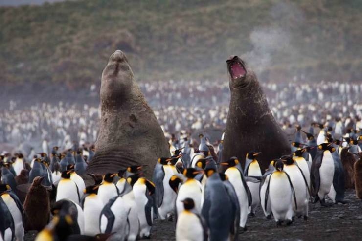 fascinating photos - polar bear vs elephant seal