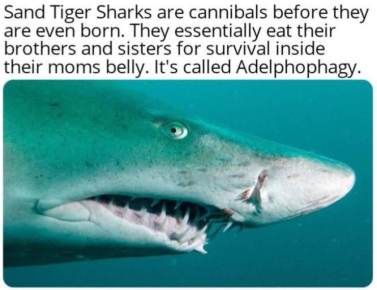 fascinating photos - Sand Tiger Sharks are cannibals before they are even born. They essentially eat their brothers and sisters for survival inside their moms belly. It's called Adelphophagy.