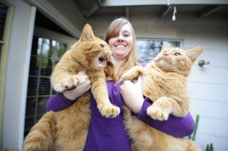 fascinating photos - giant cats in the world