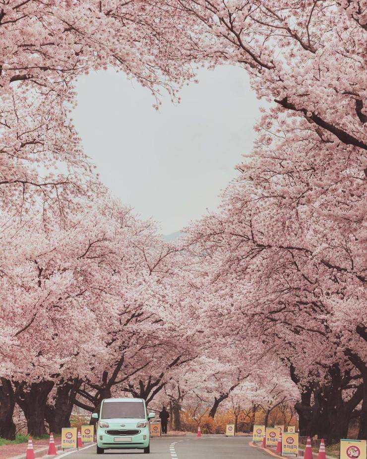 cherry blossom heart shaped