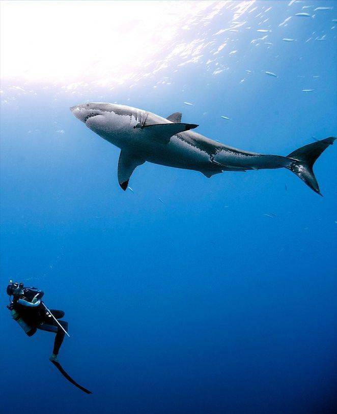 daniel botelho photography sharks