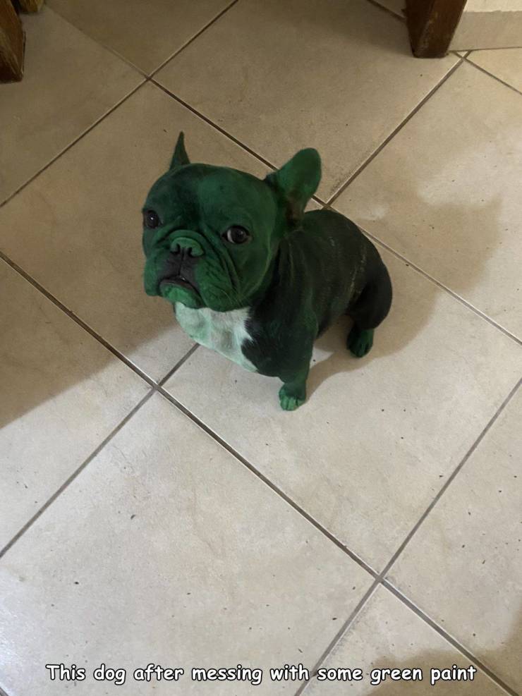 fascinating photos - This dog after messing with some green paint