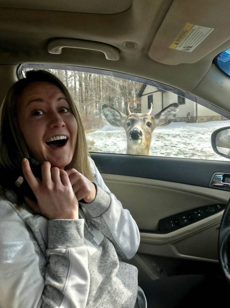 random pics - family car with a deer looking in
