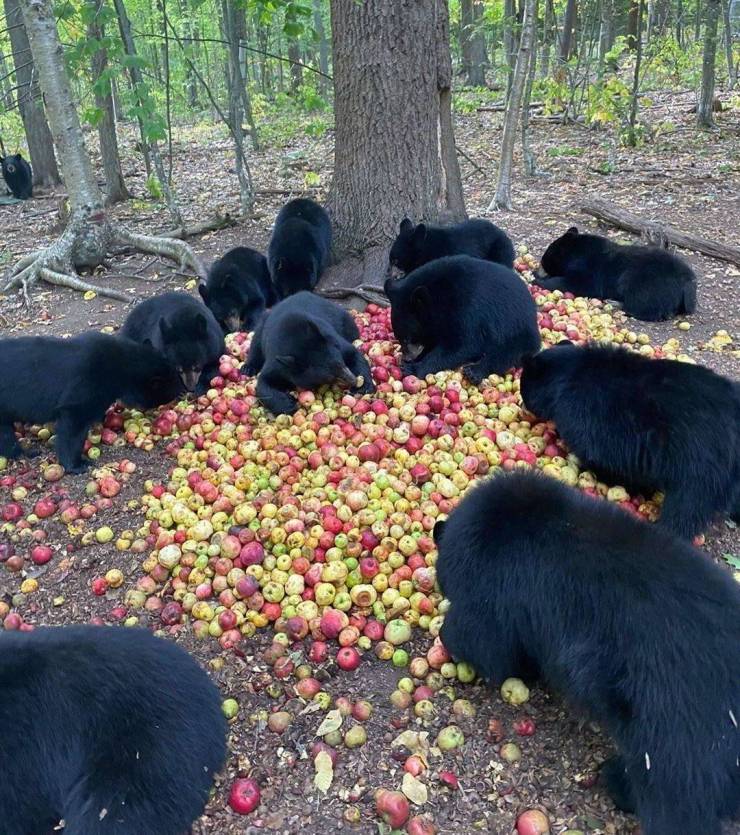 random pics - bears eating a pile of apples