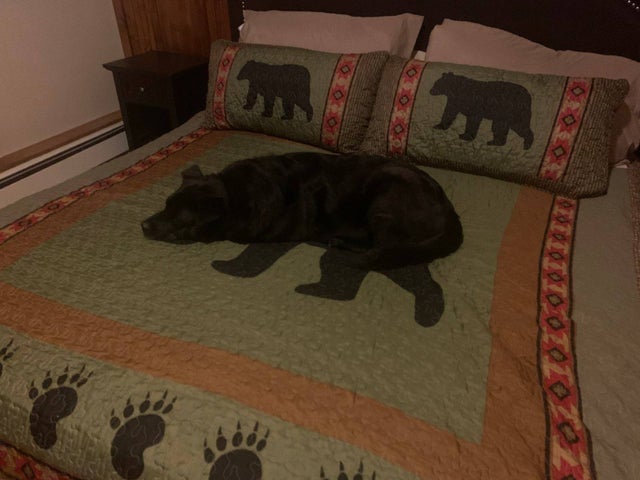 random pics - dog on bear blanket - . F Oto