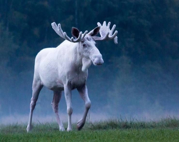 random pics - albino moose
