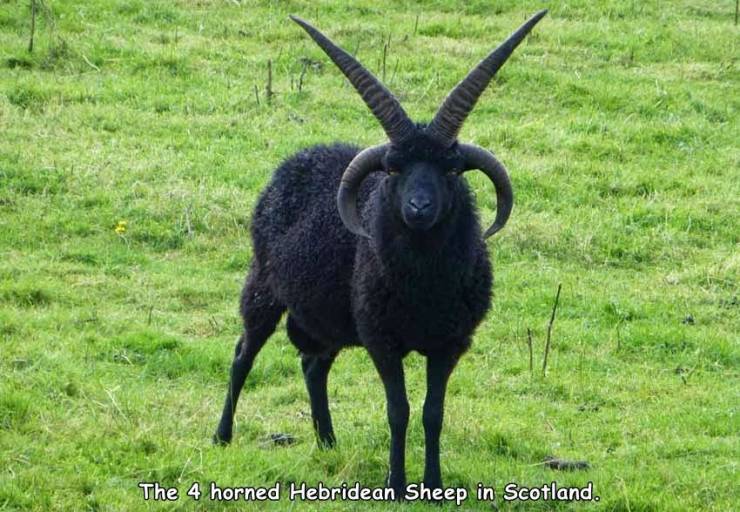 black goat - The 4 horned Hebridean Sheep in Scotland.