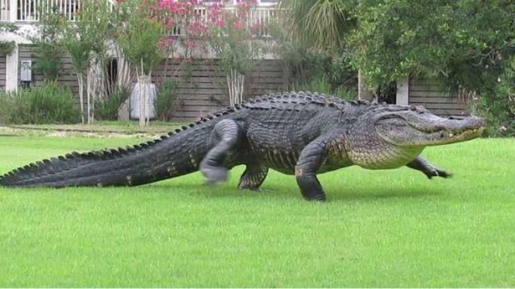 fripp island alligator