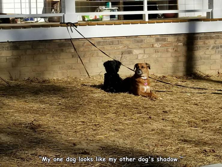 random pics - dog - "My one dog looks my other dog's shadow