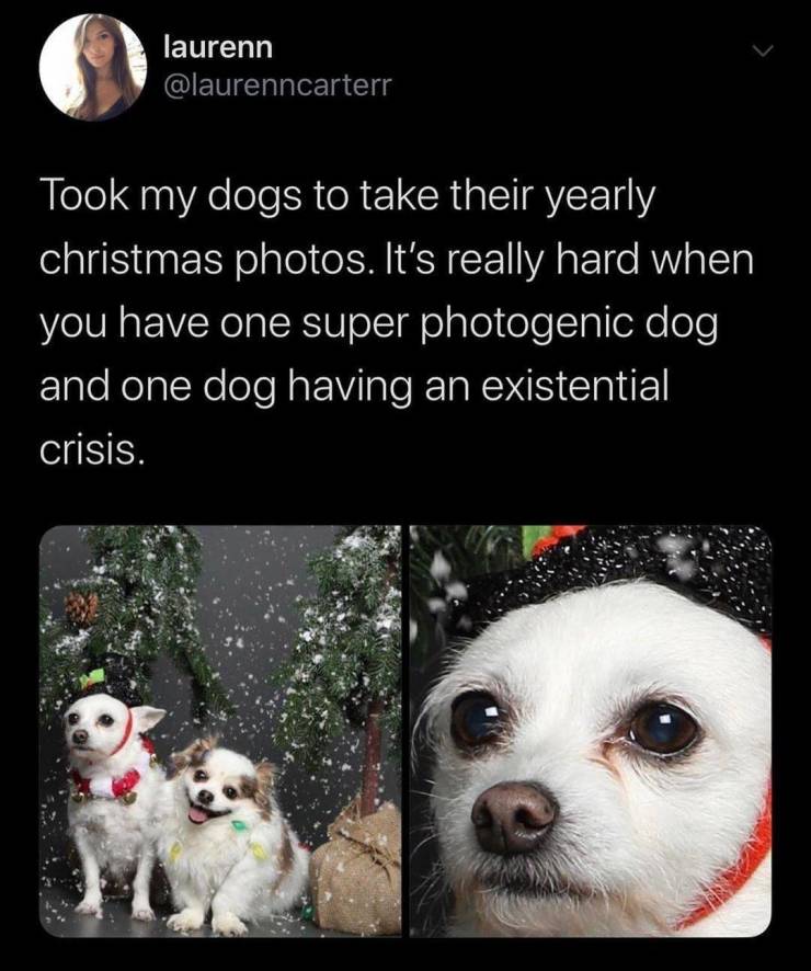 laurenn Took my dogs to take their yearly christmas photos. It's really hard when you have one super photogenic dog and one dog having an existential crisis.