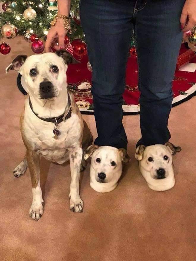 dog clone slippers