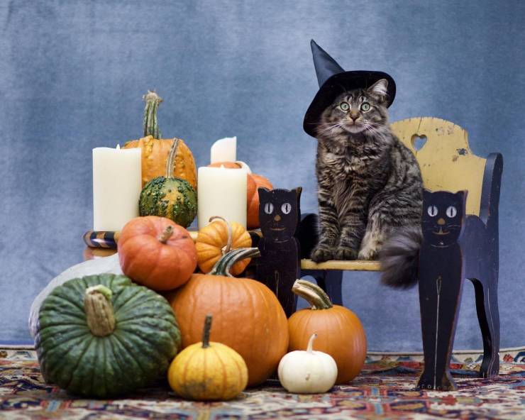 funny pics -- halloween cat decorations family photo