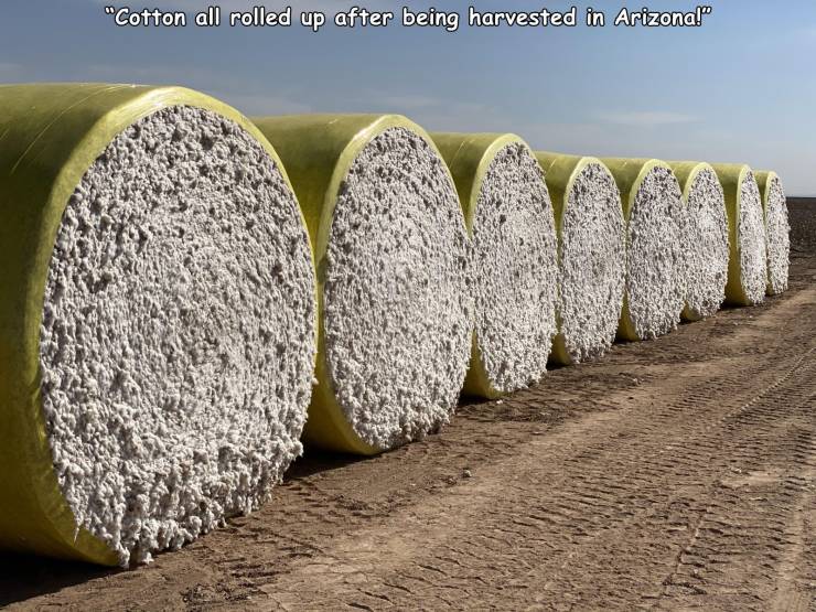 funny pics - cotton all rolled up after being harvested in arizona