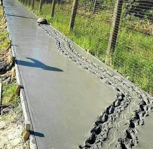 funny pics - footprints in wet cement