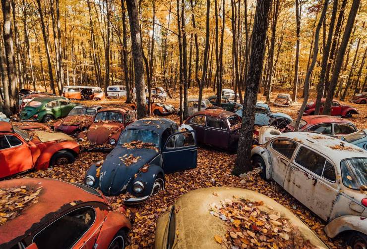 funny pics - old cars covered in fall leaves