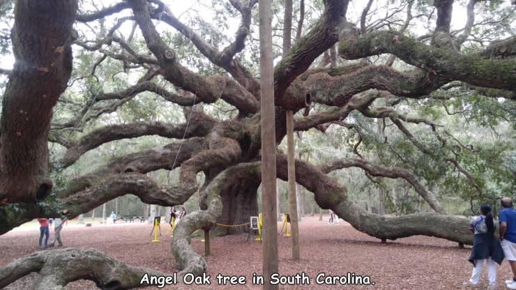 funny pics - Angel Oak tree in South Carolina.