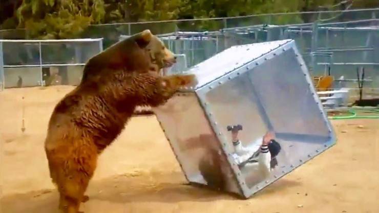 funny pics - bear playing with a person inside a glass cube
