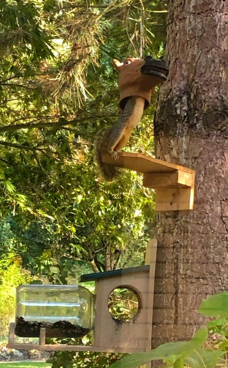 funny pics - funny squirrel eating bird feeder