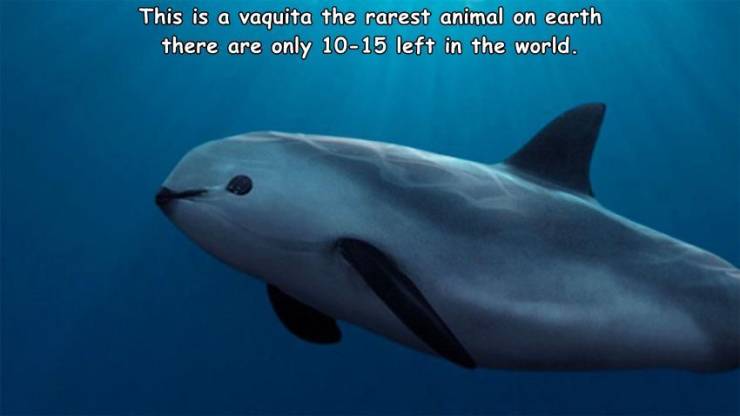 rare dolphin species - This is a vaquita the rarest animal on earth there are only 1015 left in the world.