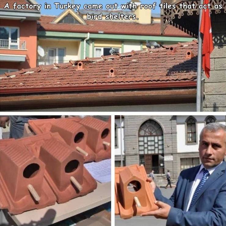 factory in turkey started to produce roof tiles that serve as bird shelters - A factory in Turkey came out with roof tiles that act as bird shelters.