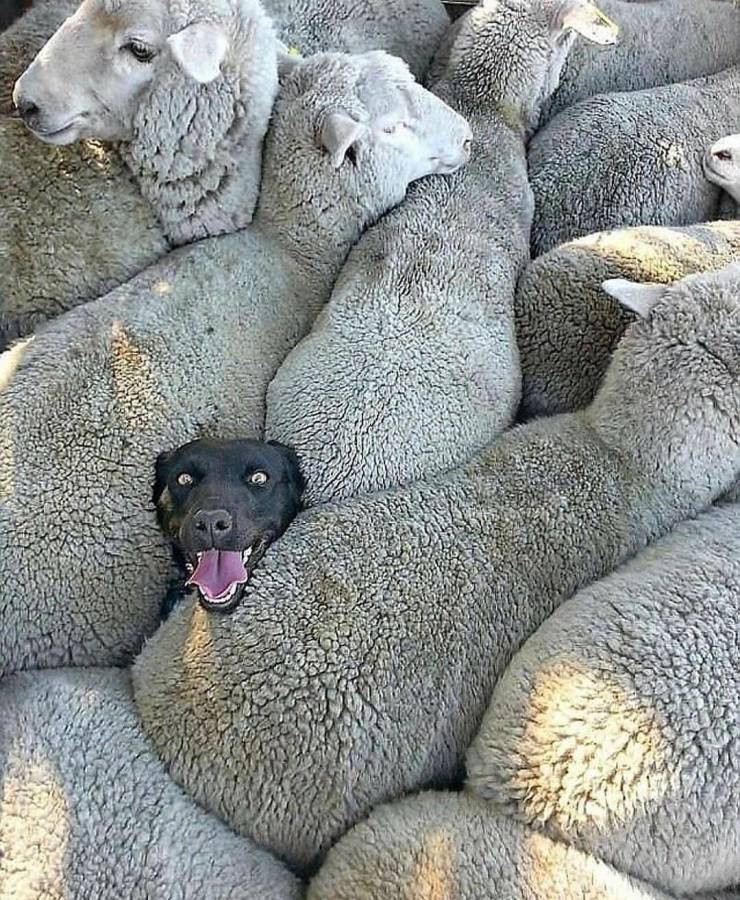 sheep dog funny