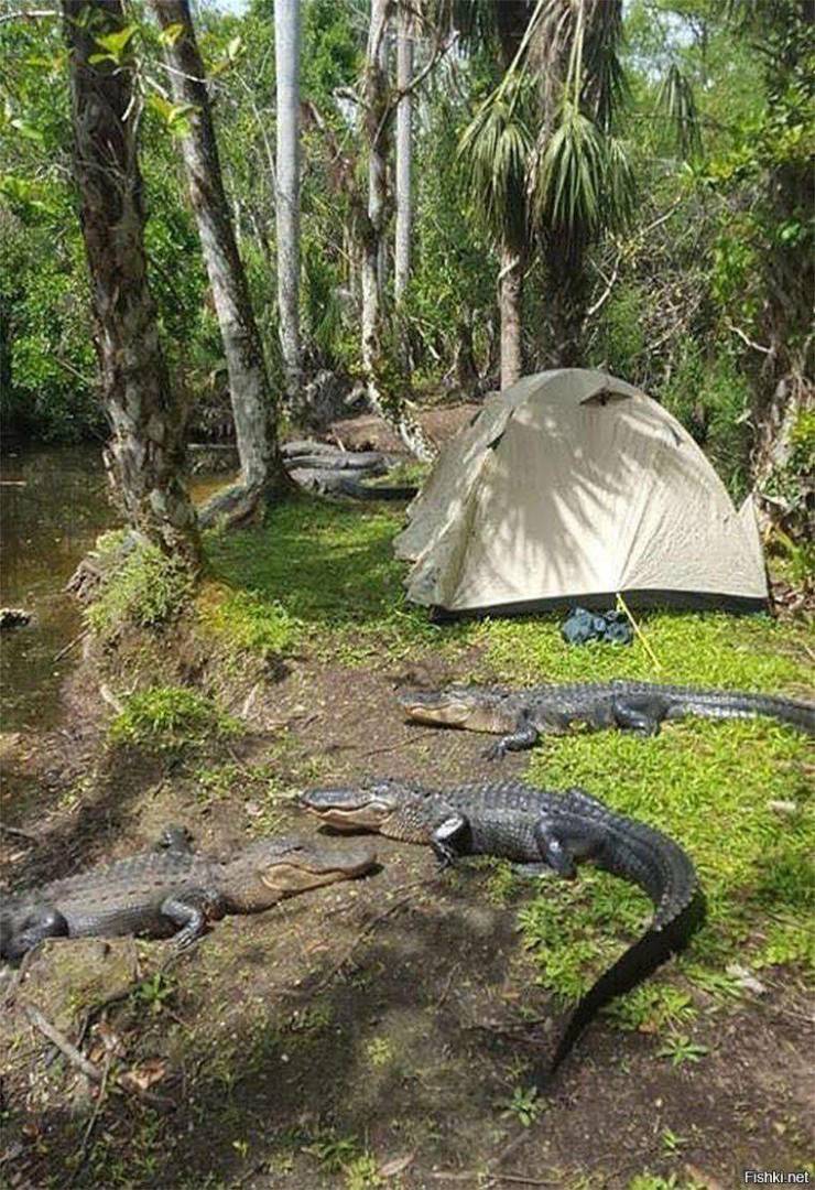camping in florida funny - Fishki net