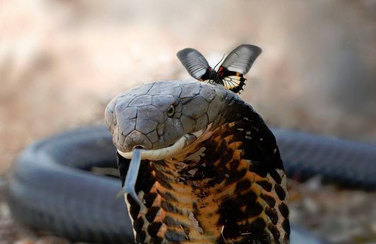king cobra