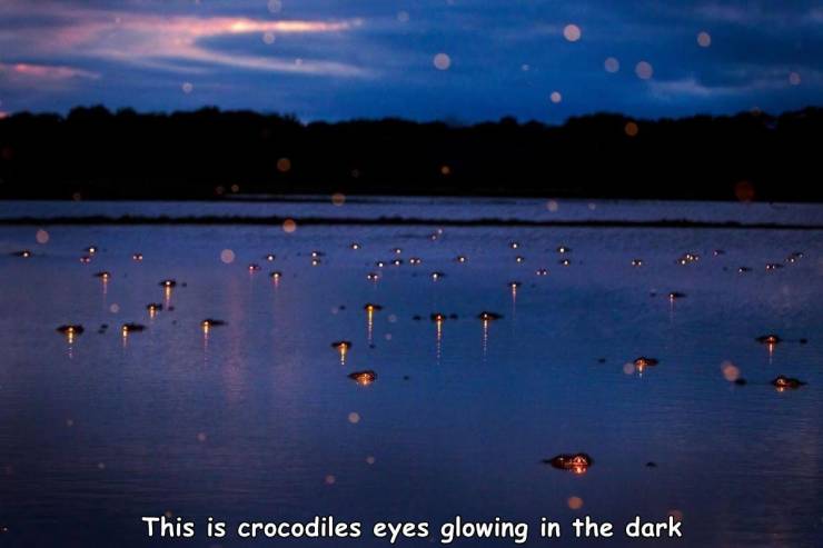 crocodile night eyes - This is crocodiles eyes glowing in the dark